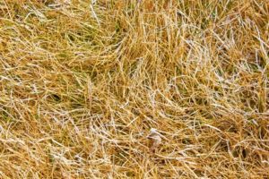 dry-grass