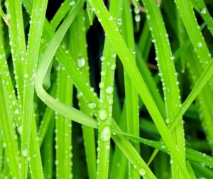 Grass
