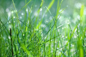 Grass with Water Droplets