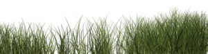 Green Grass