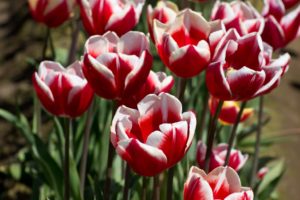 tulips-in-spring
