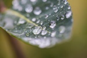 water-droplets-on-plant-leaf